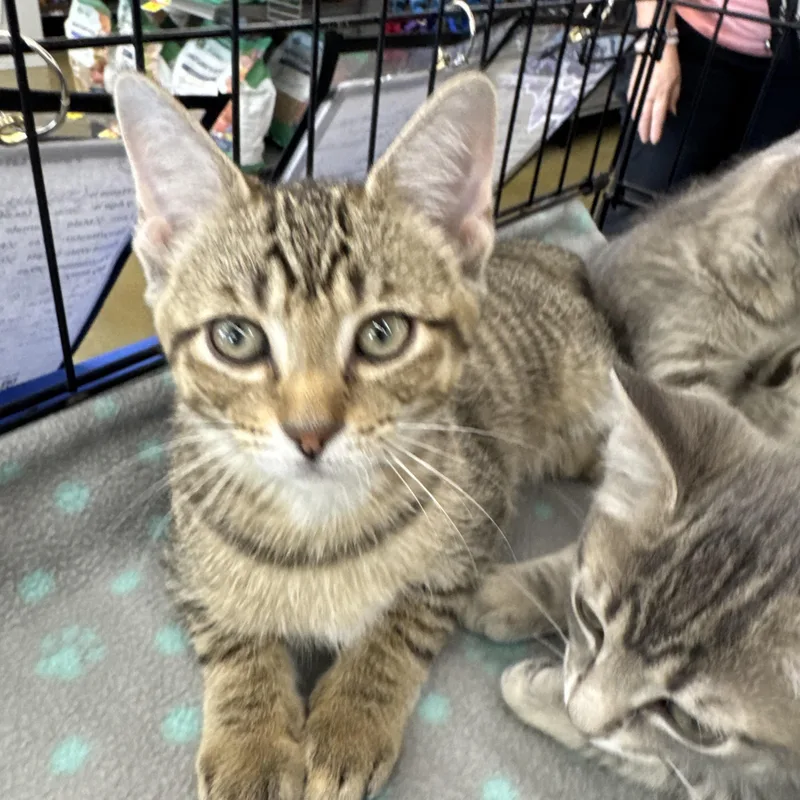 A baby medium-sized male Domestic Short Hair cat named Darrell for adoption in Easley, SC
