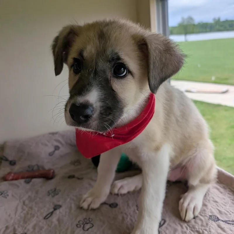 A baby large-sized female Yellow / Tan / Blond / Fawn Mixed Breed dog named Colleen for adoption in Leander, TX