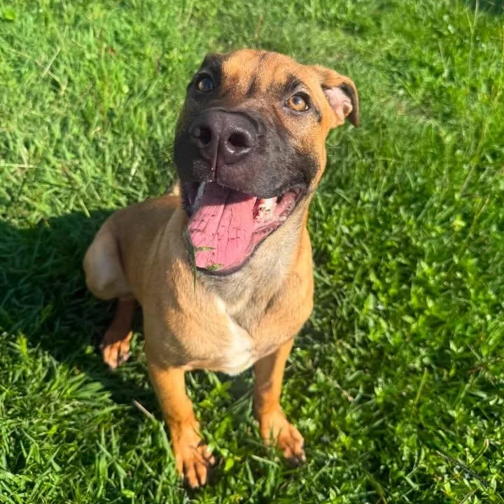 A young medium-sized male Brown / Chocolate Black Mouth Cur dog named Sturgeon for adoption in Wilmington, NC
