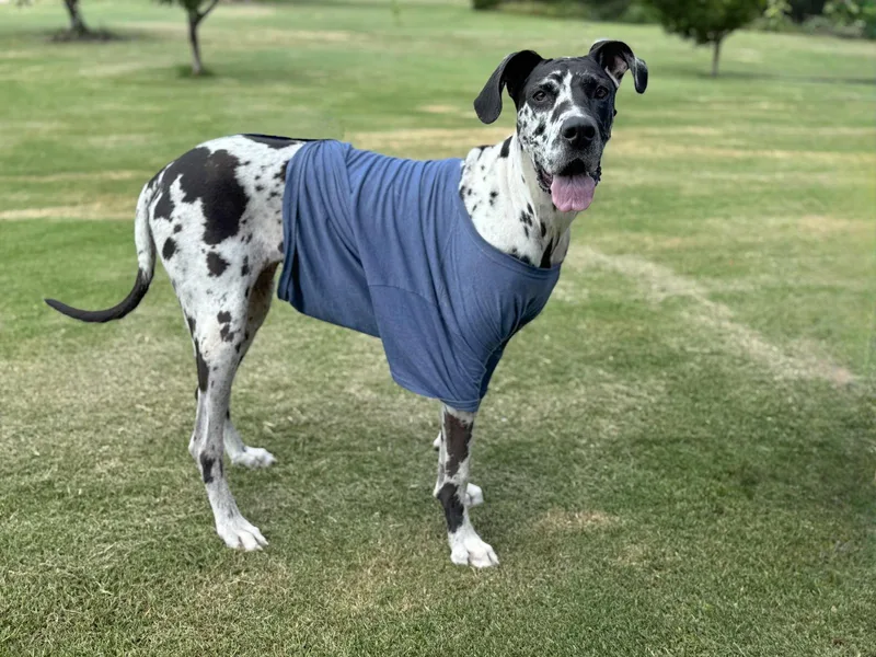 An adult extra large-sized female Great Dane dog named Calla for adoption in Helotes, TX
