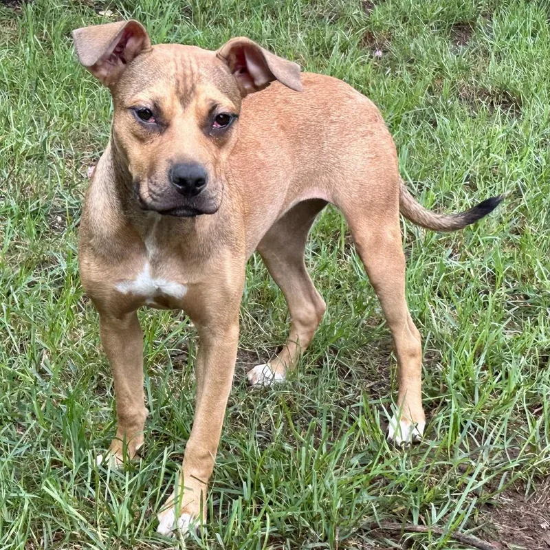 An adult medium-sized female Brown / Chocolate Terrier dog named Peg for adoption in Wake Forest, NC