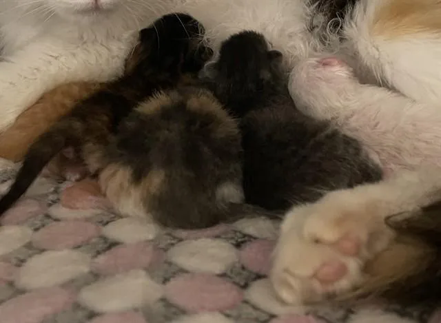 A baby small-sized female Domestic Short Hair cat named May for adoption in Thousand Palms, CA