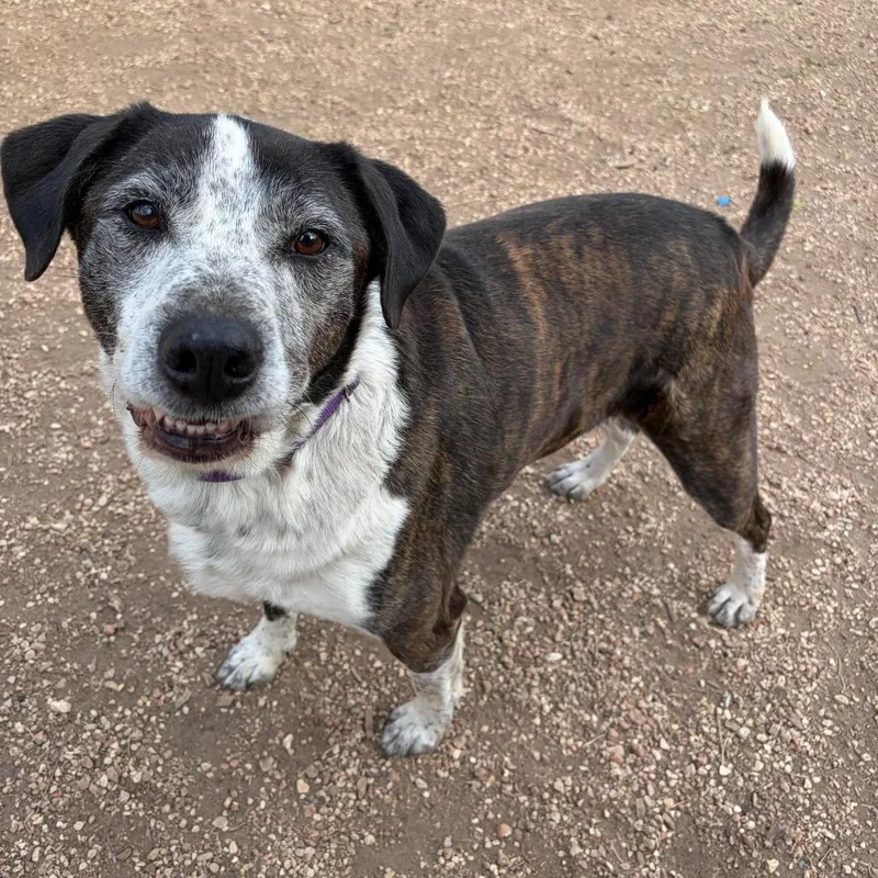 An adult large-sized male Brown / Chocolate American Staffordshire Terrier dog named Brindle for adoption in Kerrville, TX