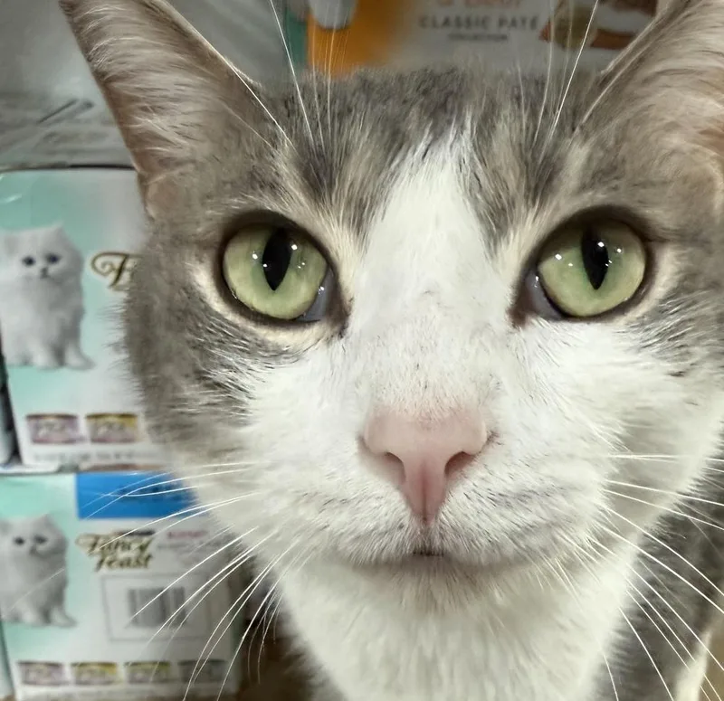 An adult large-sized male Gray & White Domestic Short Hair cat named Mice Krispie for adoption in Jackson, GA