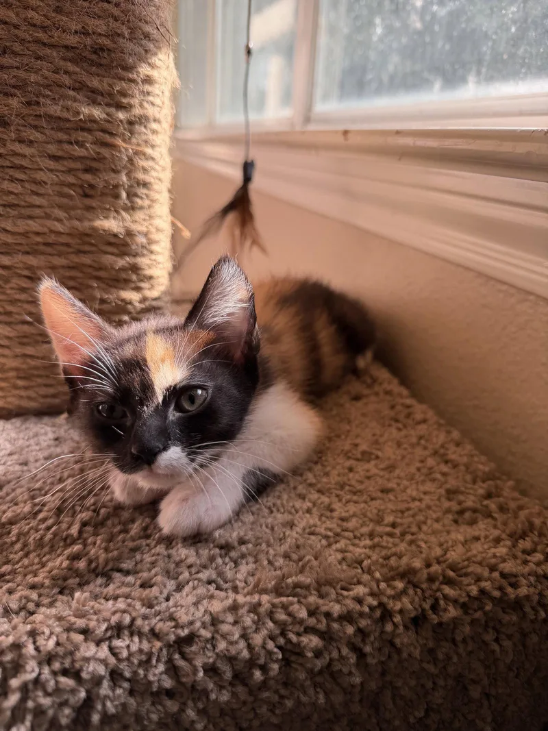 A baby medium-sized female Calico cat named Esme for adoption in Rosenberg, TX