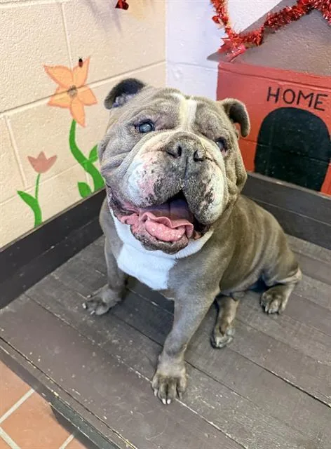 A senior extra large-sized male English Bulldog dog named Dodger for adoption in Castaic, CA
