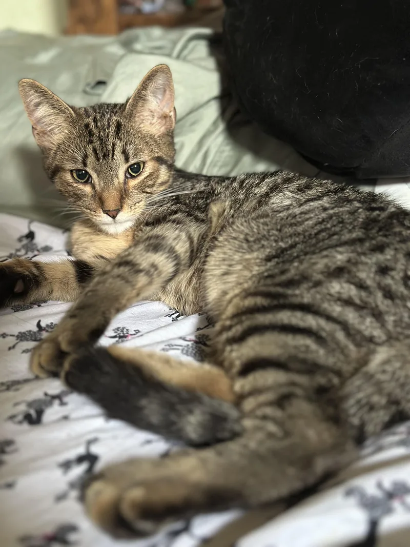 A baby small-sized male Brown / Chocolate Domestic Short Hair cat named Liberty & Dixon for adoption in Pittsburgh, PA