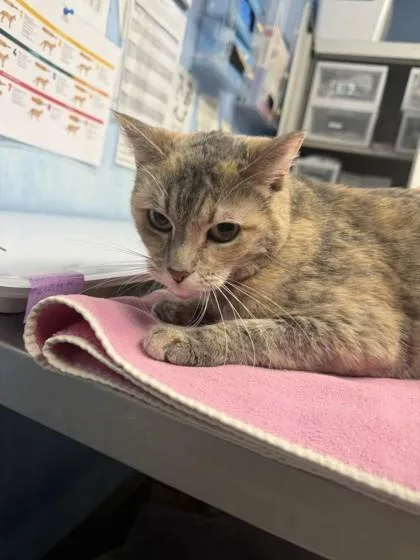 An adult small-sized female Domestic Short Hair cat named Charlie for adoption in Roseville, CA