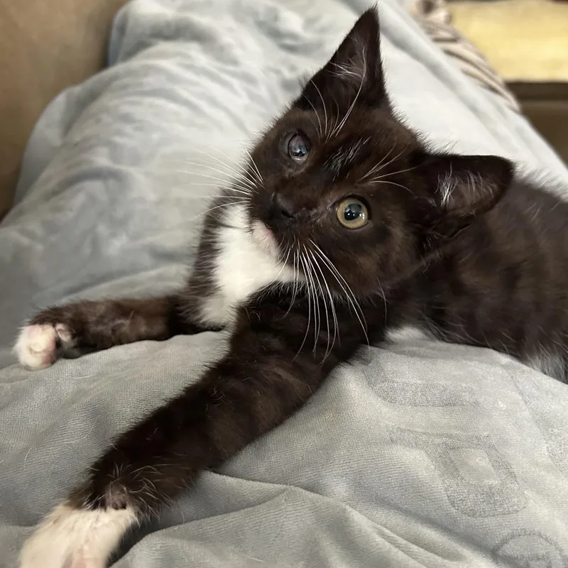 A baby small-sized male Domestic Short Hair cat named Percy for adoption in Cumming, GA
