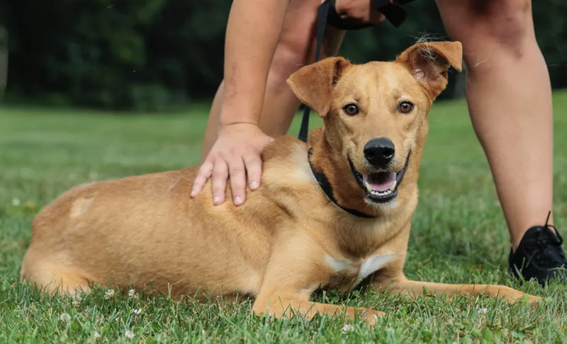 A young medium-sized male Labrador Retriever dog named Scout for adoption in Chester Springs, PA