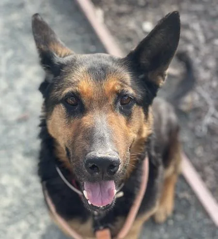 An adult large-sized female German Shepherd Dog dog named Victoria for adoption in Martinez, CA