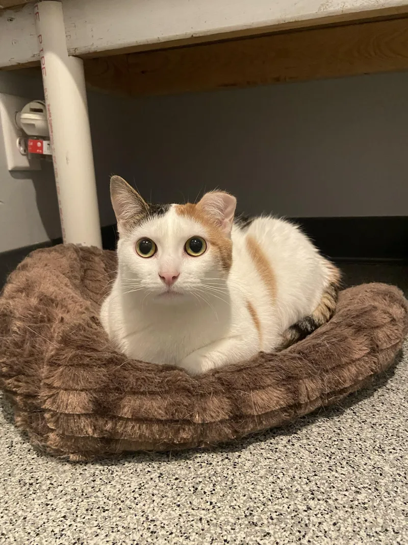 An adult medium-sized female Calico Domestic Short Hair cat named Dorito for adoption in Lincoln, NE