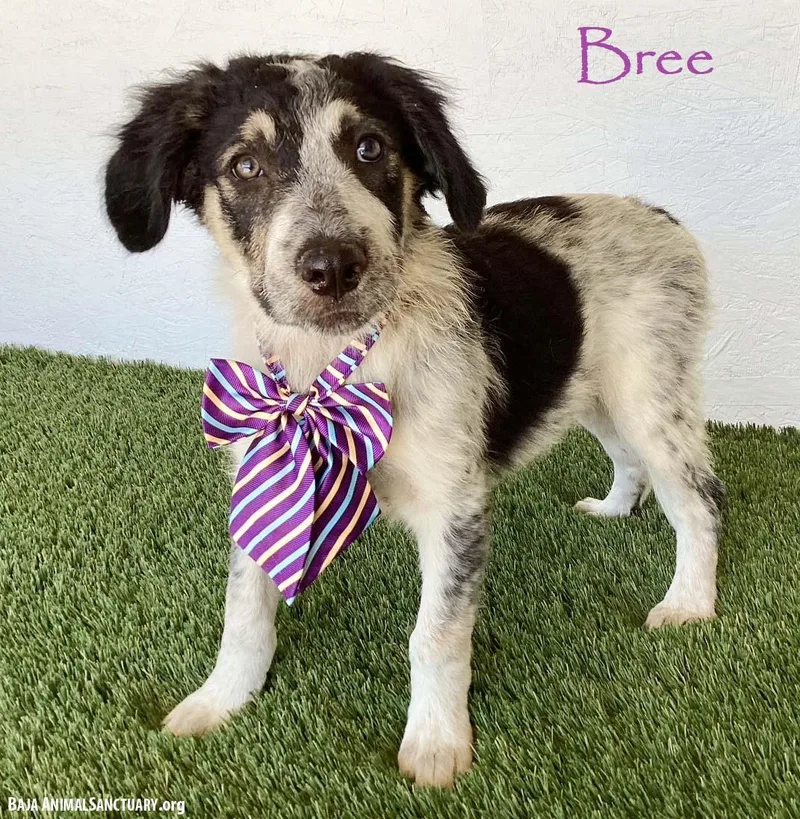 Bree
