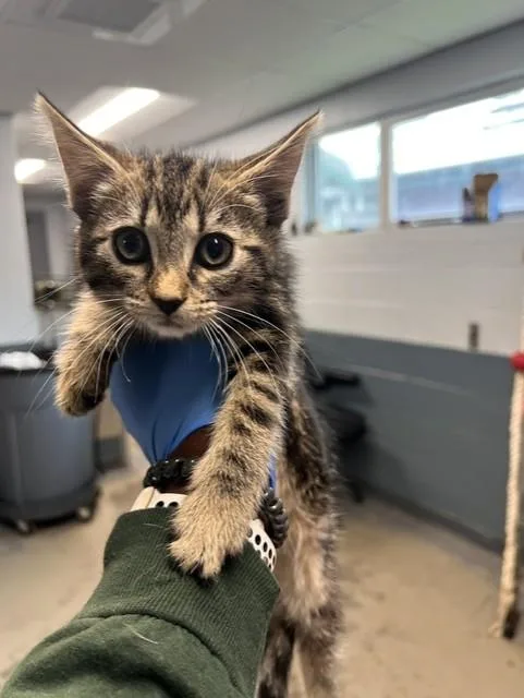A baby small-sized female Domestic Medium Hair cat named Fox for adoption in Tallahassee, FL