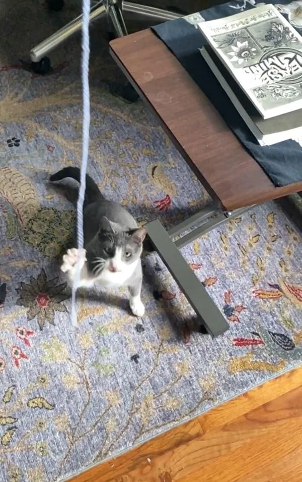 An adult medium-sized female Domestic Short Hair cat named Juniper for adoption in Ridgewood, NY