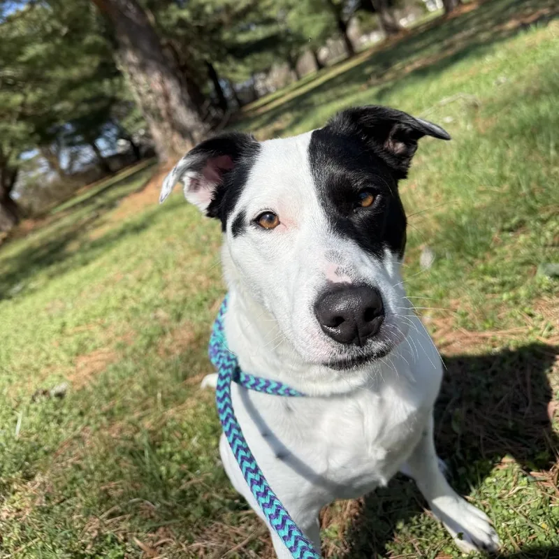 An adult medium-sized female White / Cream Jack Russell Terrier dog named Skye for adoption in Baltimore, MD
