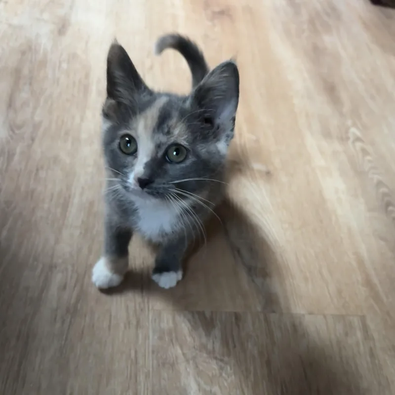 A baby medium-sized female Dilute Calico Domestic Short Hair cat named Pearl for adoption in China Township, MI