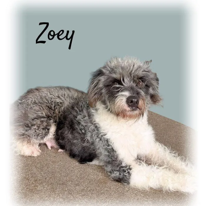 A young medium-sized female Gray / Blue / Silver Poodle dog named Zoey for adoption in Tulsa, OK