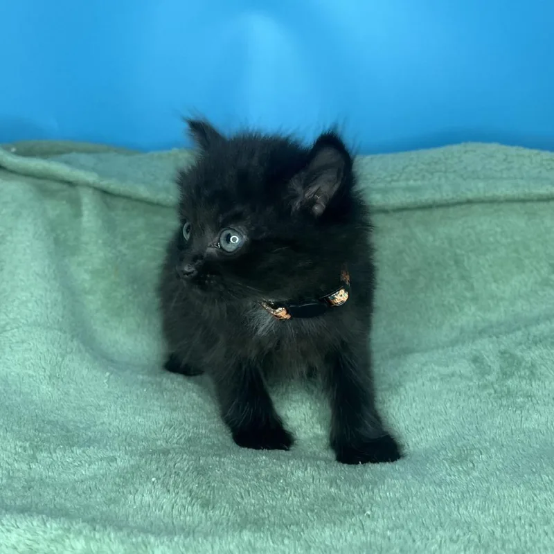 A baby small-sized male Black Domestic Short Hair cat named Cufflink for adoption in San Antonio, TX