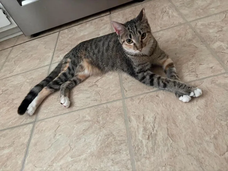 A baby large-sized female Domestic Short Hair cat named Meryl for adoption in warrenville, SC