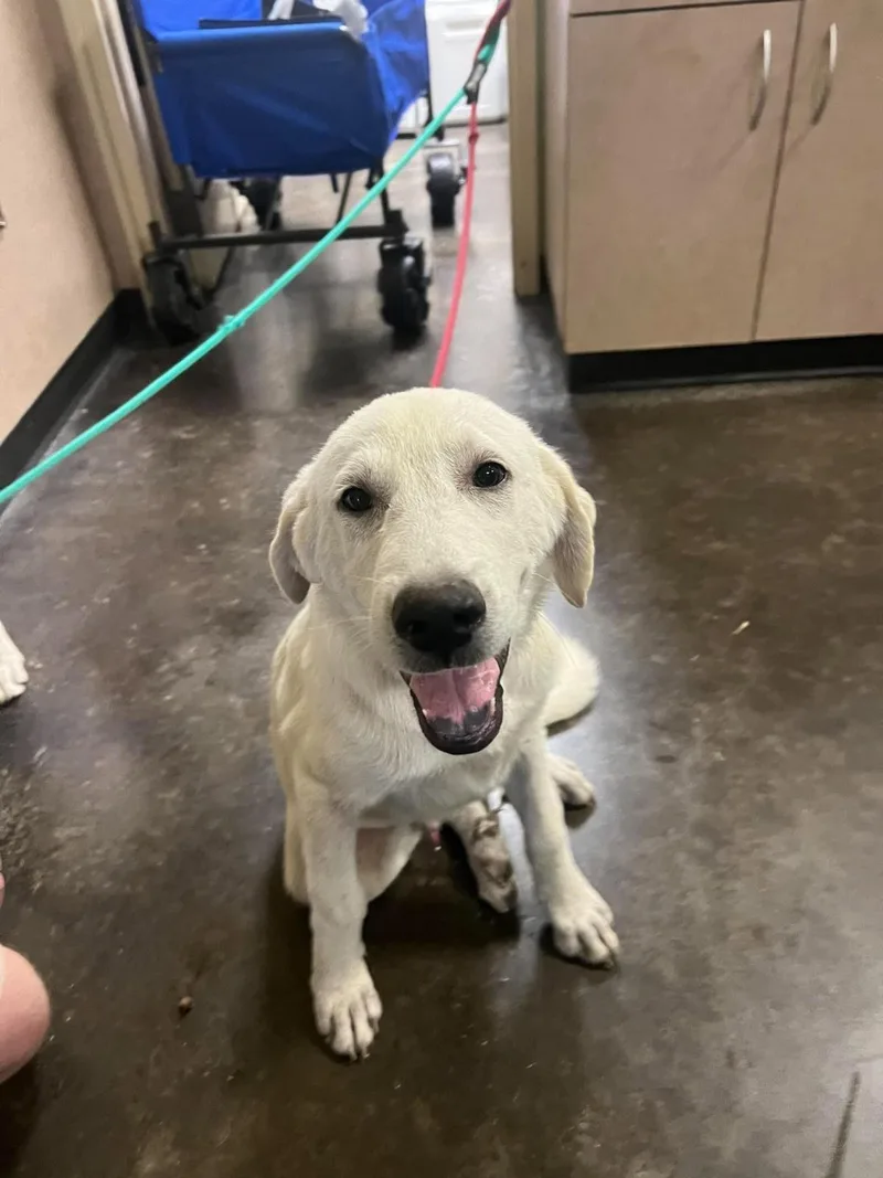 An adult medium-sized male Great Pyrenees dog named Found stray: Dylan for adoption in Rockwall, TX