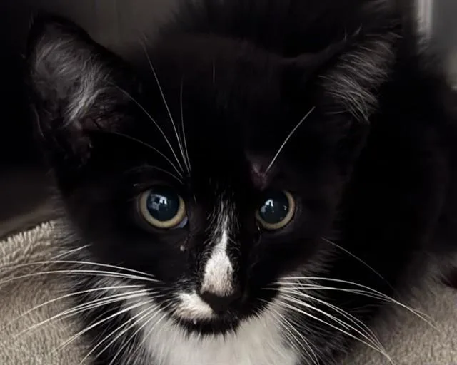 A baby small-sized female Domestic Short Hair cat named Stubby for adoption in Olathe, KS