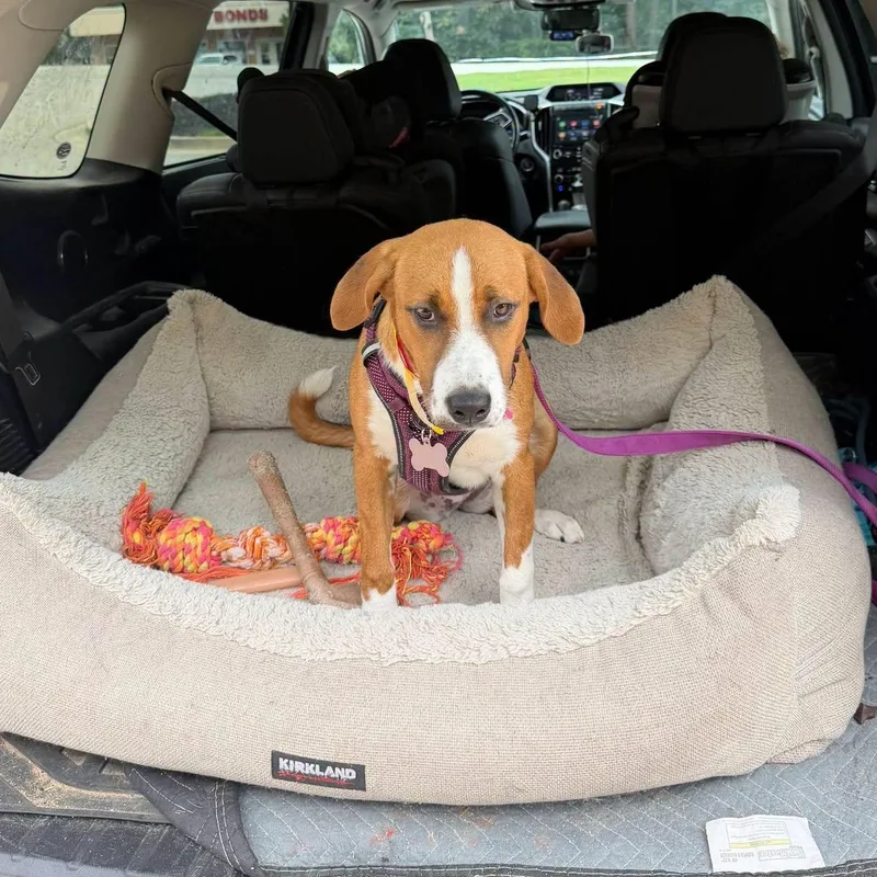A baby medium-sized female Red / Chestnut / Orange Hound dog named Nutmeg for adoption in Buford, GA