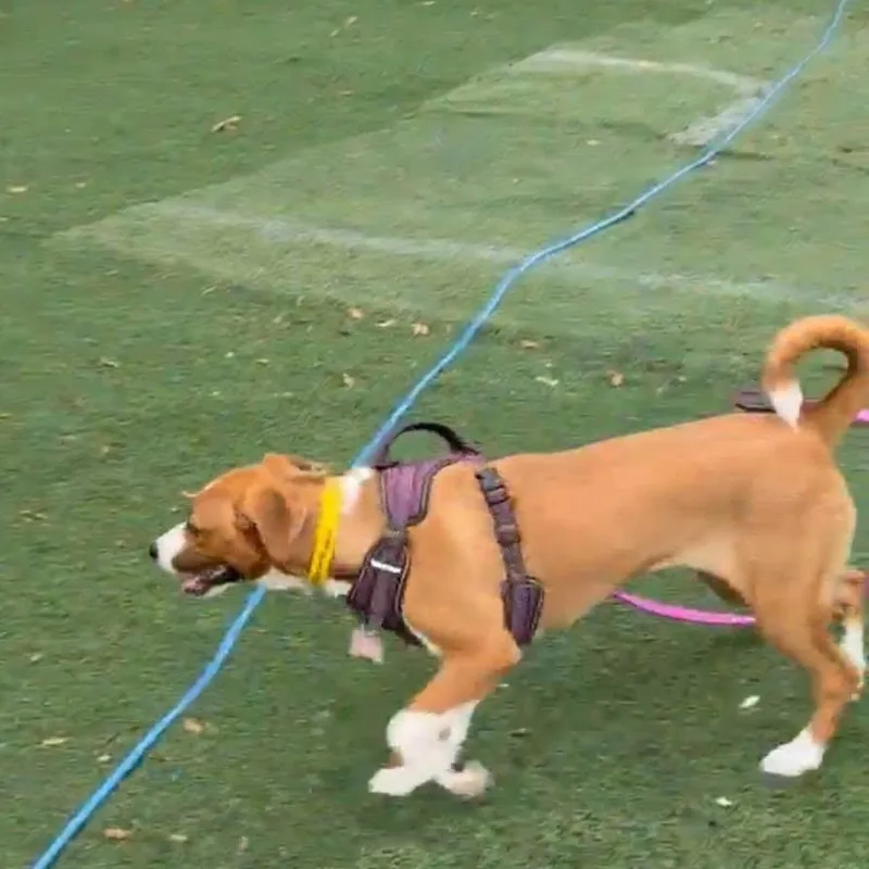Nutmeg thumbnail 4