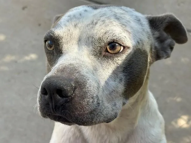 An adult medium-sized male Pit Bull Terrier dog named Nacho Libre for adoption in Tulsa, OK