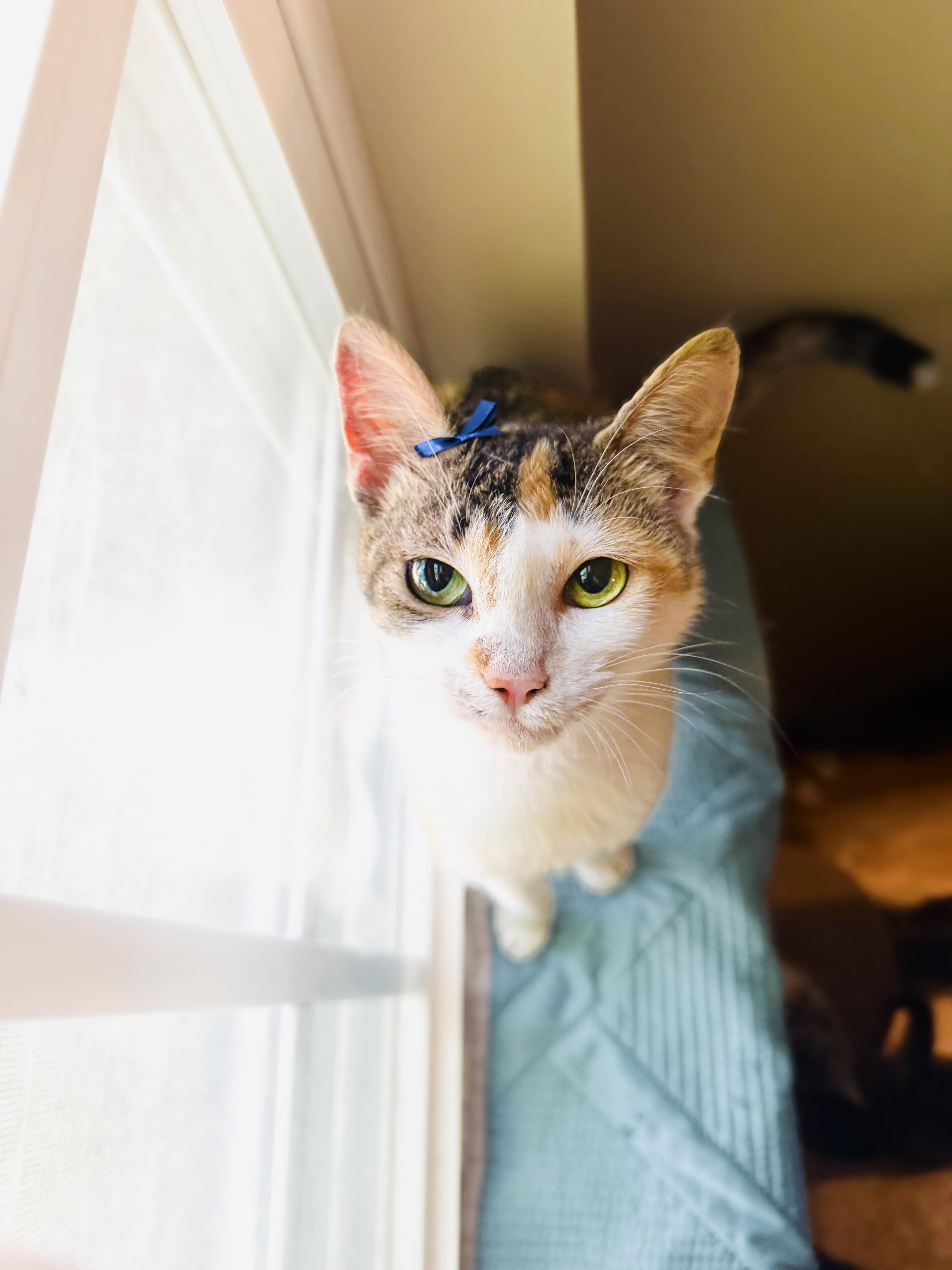A young medium-sized female Calico Tabby cat named Zucchini for adoption in Mooresville, NC