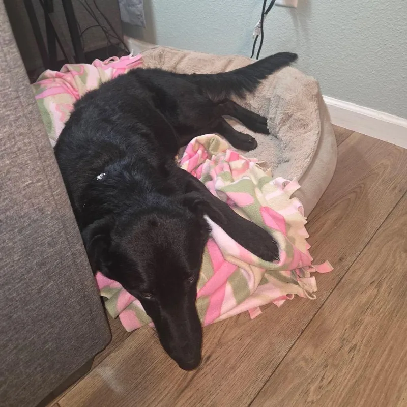A young large-sized female Black Mixed Breed dog named Maggie for adoption in Bismarck, ND