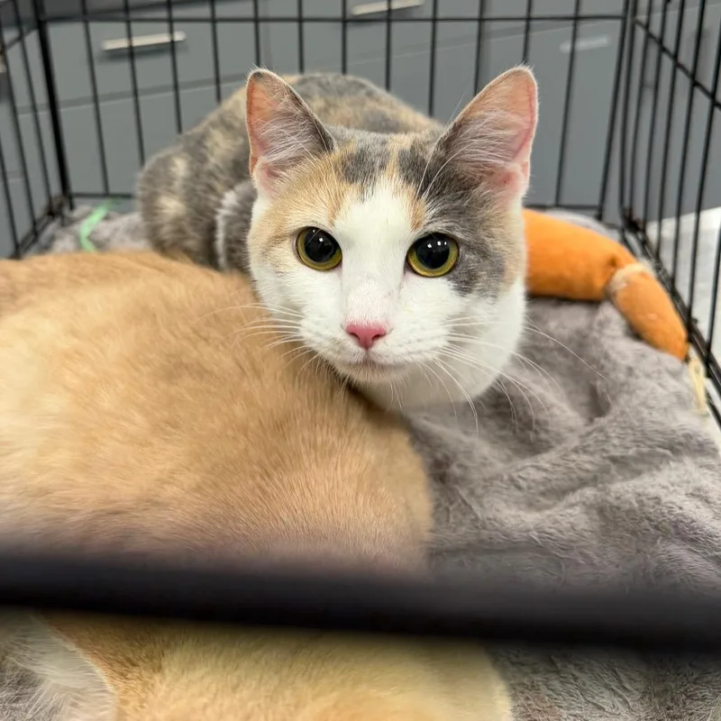 An adult medium-sized female White Domestic Short Hair cat named Tablespoon for adoption in Greensboro, NC