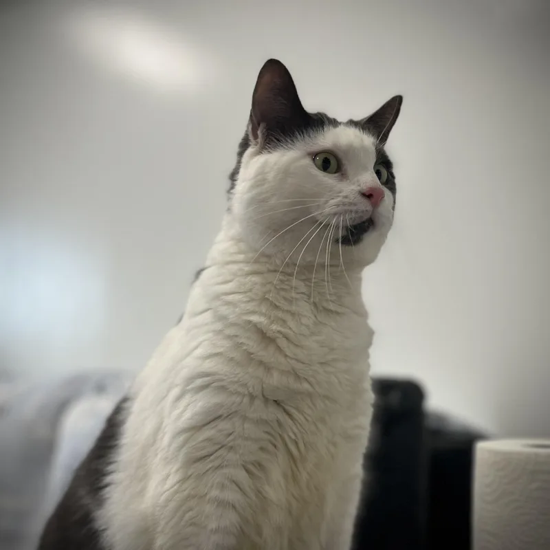 An adult large-sized female Black & White / Tuxedo Domestic Short Hair cat named Jeri for adoption in Columbus, OH