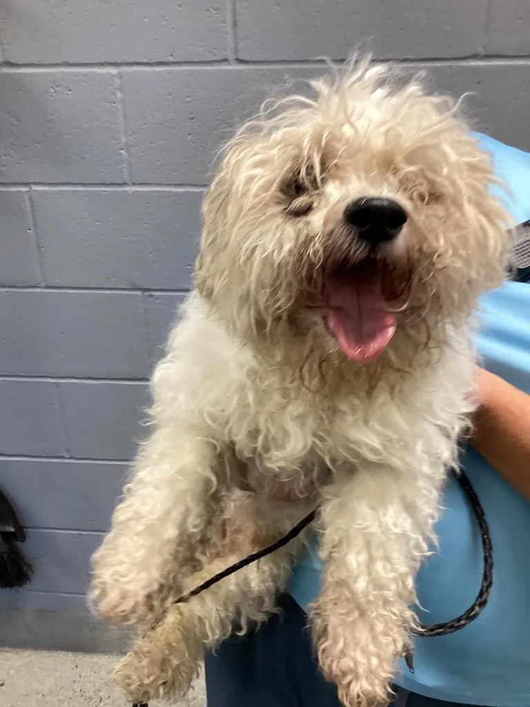 A senior small-sized male Shih Tzu dog named Sunshine for adoption in Bloomington, IN