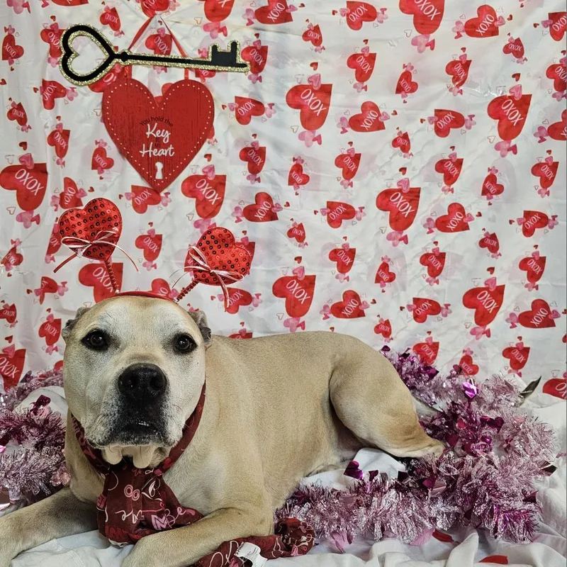 A senior large-sized female Yellow / Tan / Blond / Fawn Pit Bull Terrier dog named Athena for adoption in Easton, PA