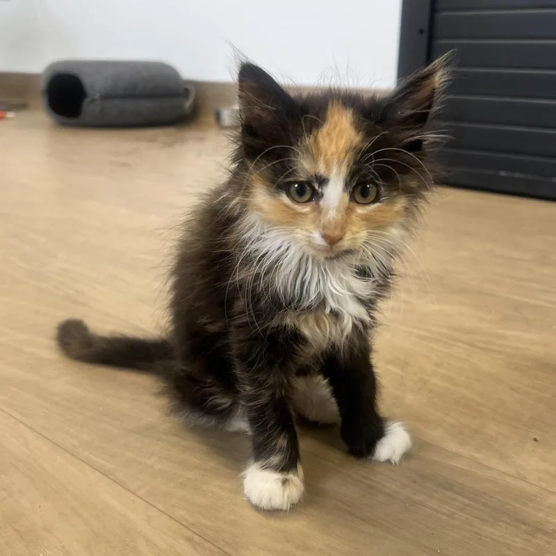 A baby small-sized female Calico Domestic Long Hair cat named Delta for adoption in Oneonta, NY