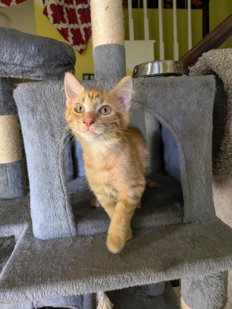 A baby medium-sized male Tabby cat named Tatooine for adoption in MONTGOMERY, TX