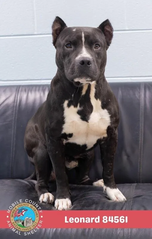 An adult medium-sized male Black Mixed Breed dog named Leonard for adoption in Mobile, AL
