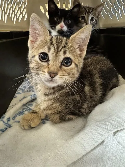 A baby medium-sized female Domestic Short Hair cat named Rue for adoption in Cookeville, TN