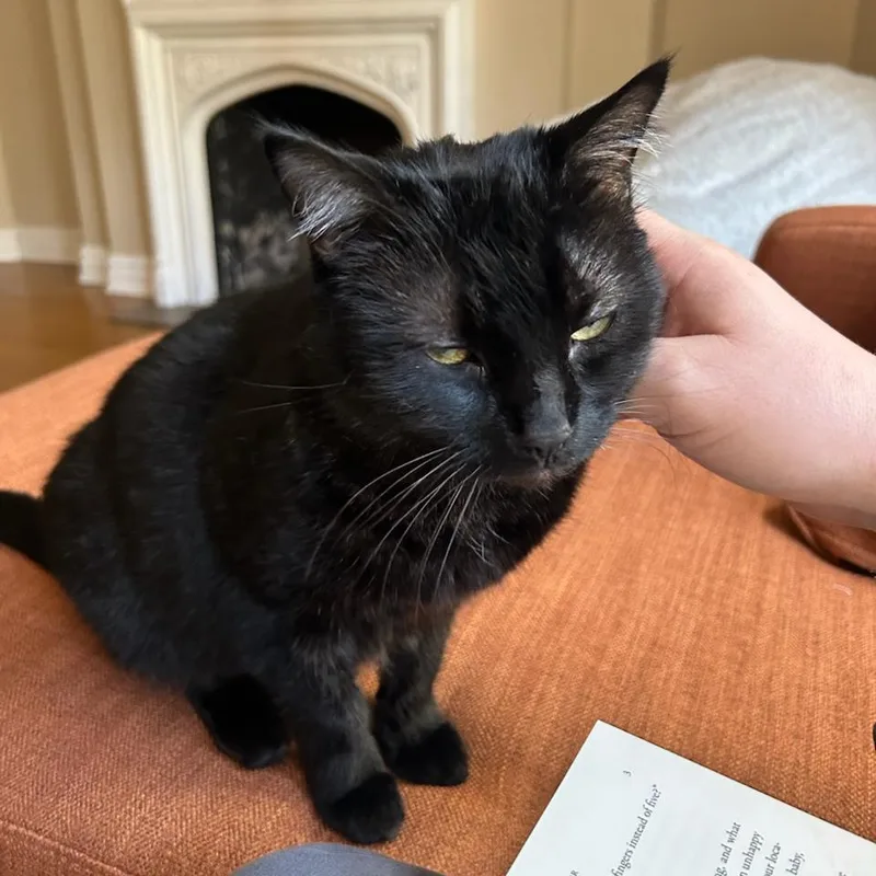 An adult large-sized male Black Domestic Short Hair cat named Warlock for adoption in Evanston, IL