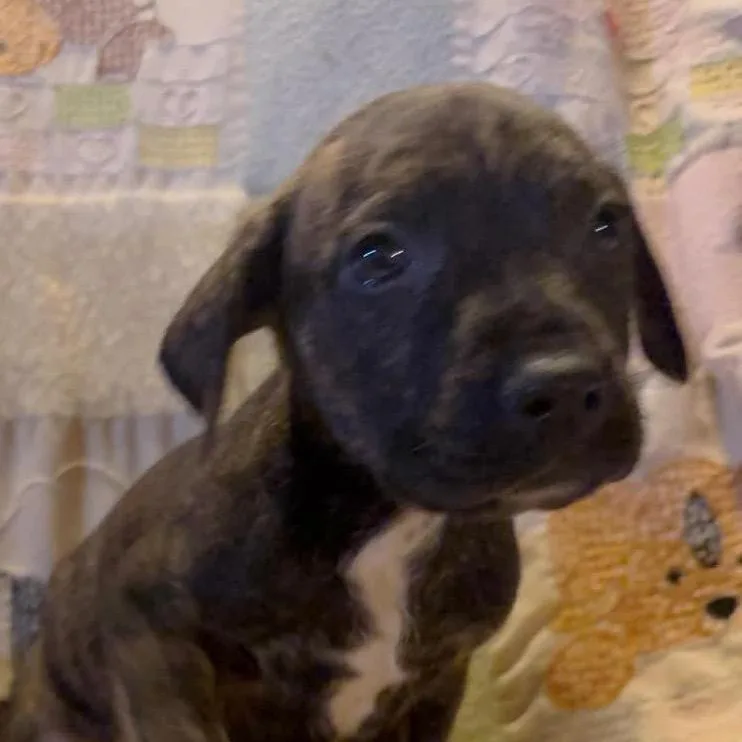A baby medium-sized male Brindle Mixed Breed dog named Chachi for adoption in Fredericksburg, VA