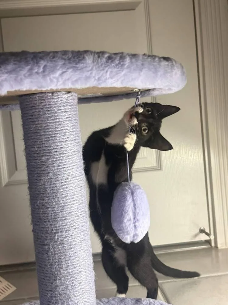 A baby small-sized female Black & White / Tuxedo Domestic Short Hair cat named Magpie for adoption in Orlando, FL
