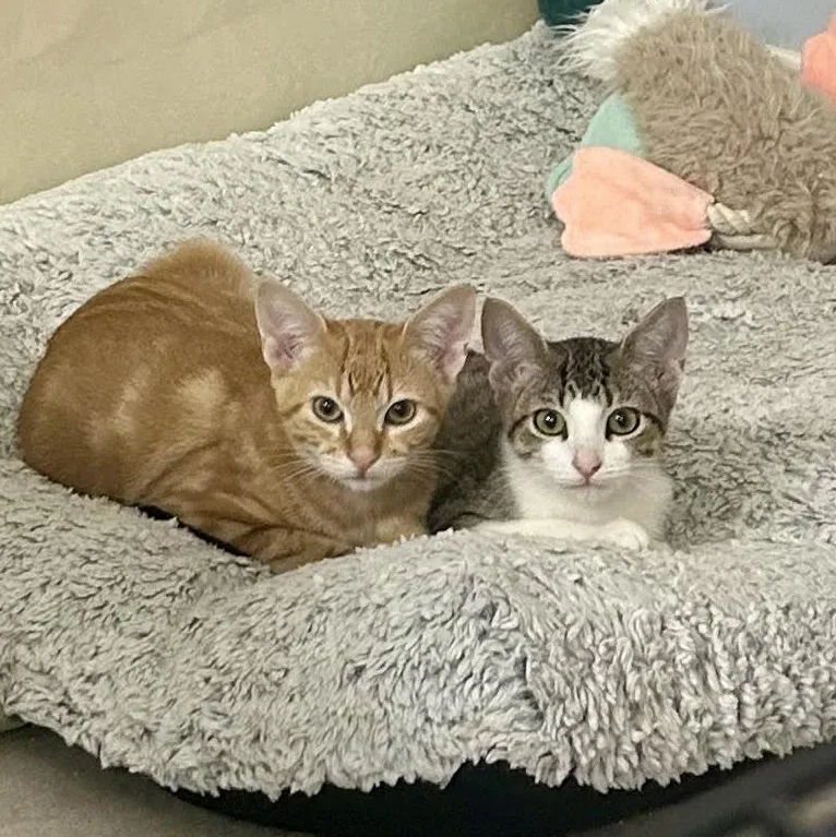 A young medium-sized male Tabby (Brown / Chocolate) Domestic Short Hair cat named Twirl for adoption in Houston, TX