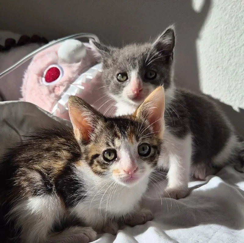 A baby medium-sized male Gray & White Domestic Short Hair cat named Atlas for adoption in Santa Ana, CA