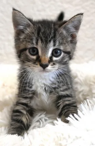 Tina