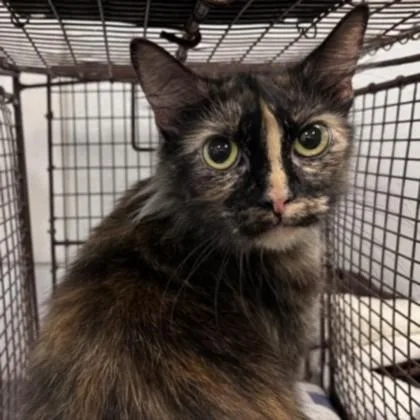 An adult medium-sized female Domestic Medium Hair cat named Esmeralda for adoption in Los Angeles, CA