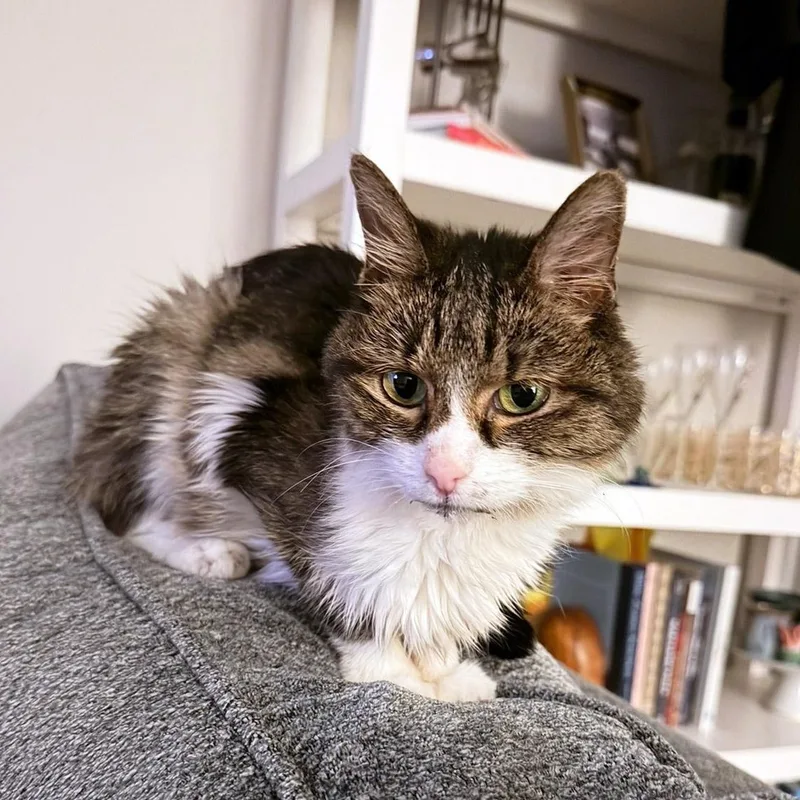 A senior small-sized female Buff & White Domestic Short Hair cat named Josephine for adoption in Chicago, IL