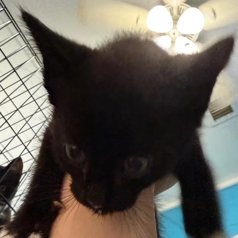 A baby small-sized male Black Domestic Short Hair cat named Scary for adoption in Troy, VA