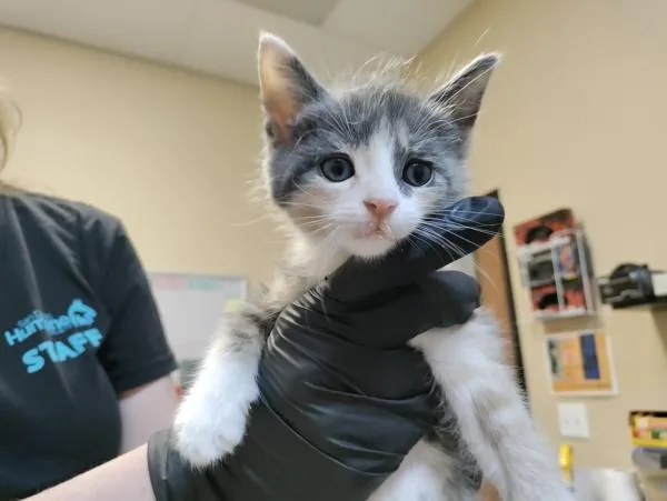 A baby small-sized female Domestic Short Hair cat named Molasses for adoption in Oceanside, CA