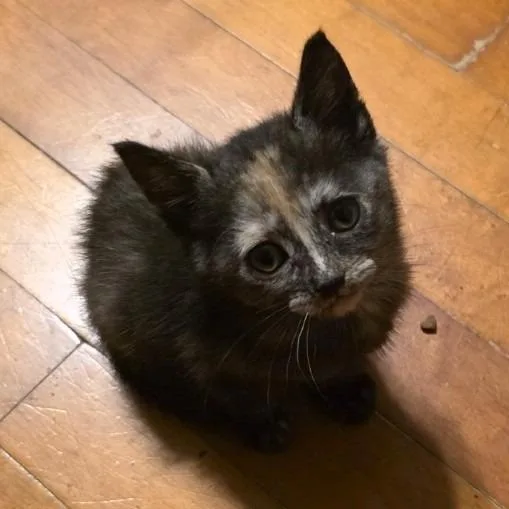 A baby small-sized female Tortoiseshell American Shorthair cat named Prescott C for adoption in Princeton, MN